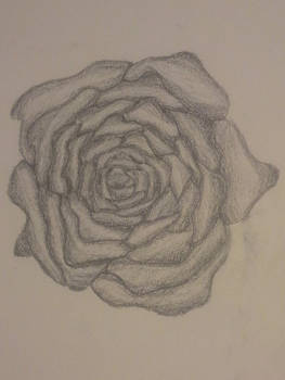 Flower Sketch