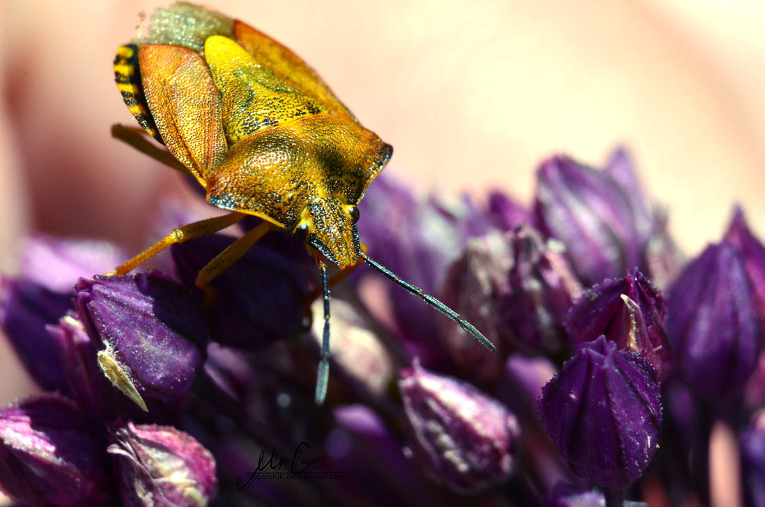 Yellow on Purple by MrGalstuk