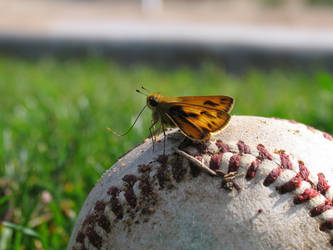 Butterfly Baseball