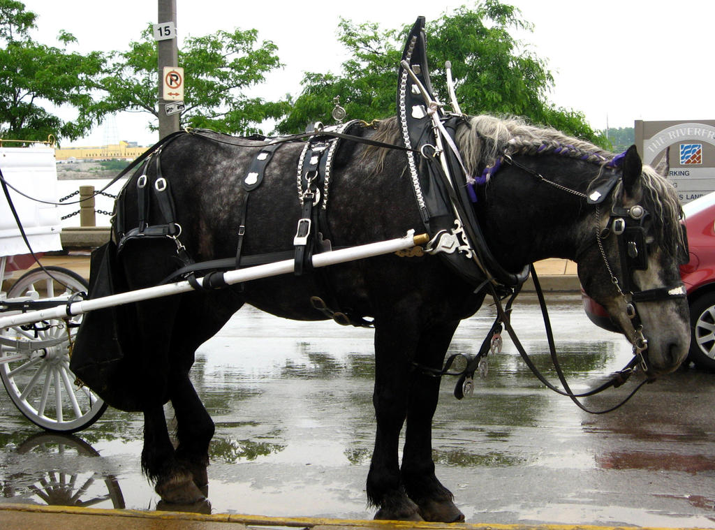 carriage horse 1
