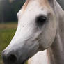 Horse in Maryland.