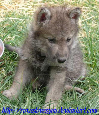 wolf pup 09