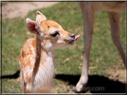 Baby deer