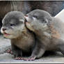 Baby Otters