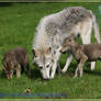 Wolfs and her pups