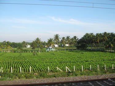 From The Train - 2