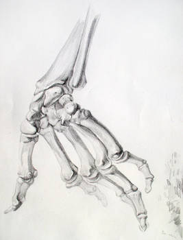 Hand Bones
