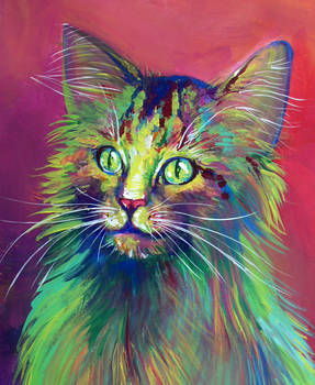 Colorful Cat 5