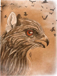 Red-shouldered Hawk Gryphon