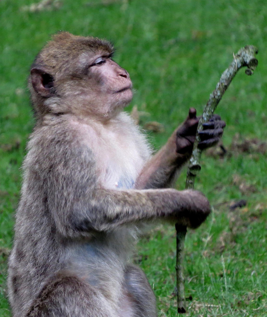 Monkey with Stick