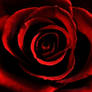 blood red rose