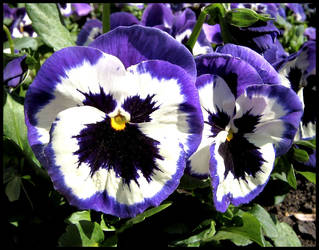 Pansies