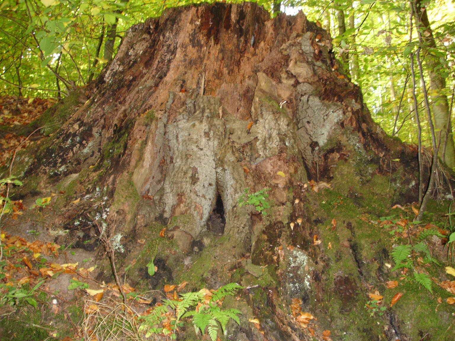 Tree trunk