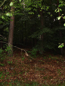 Forest12