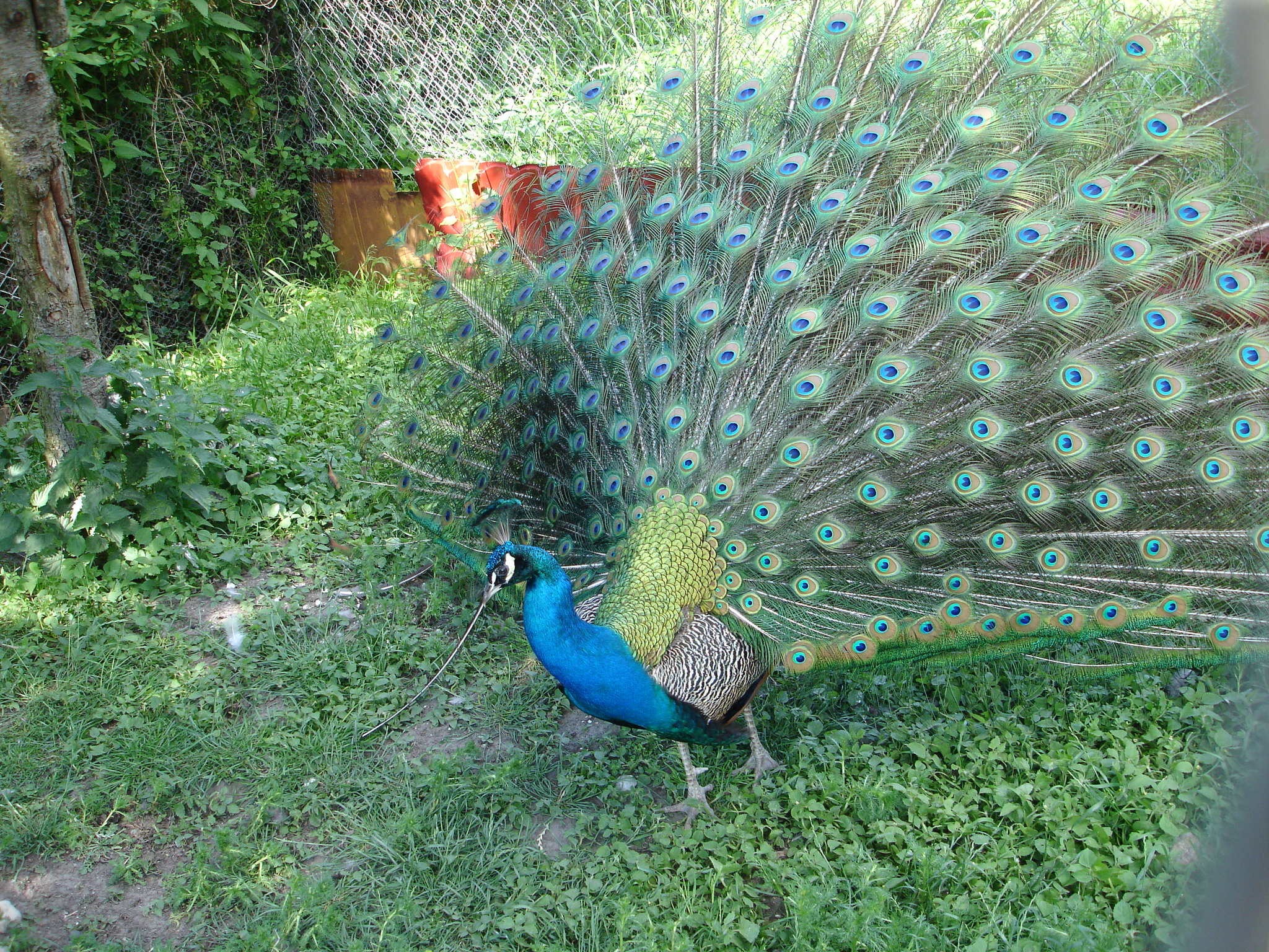 Peacock