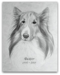 Dog portrait in pencil: Baxter