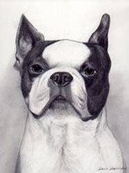 Boston Terrier Pencil Portrait