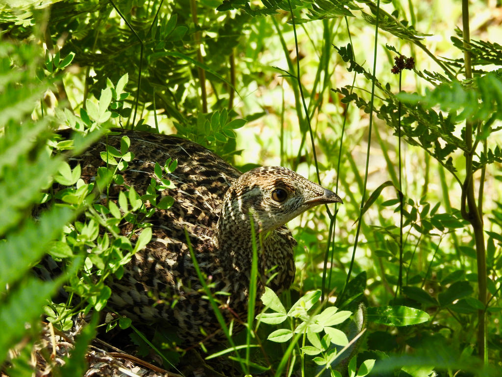 Under-Cover