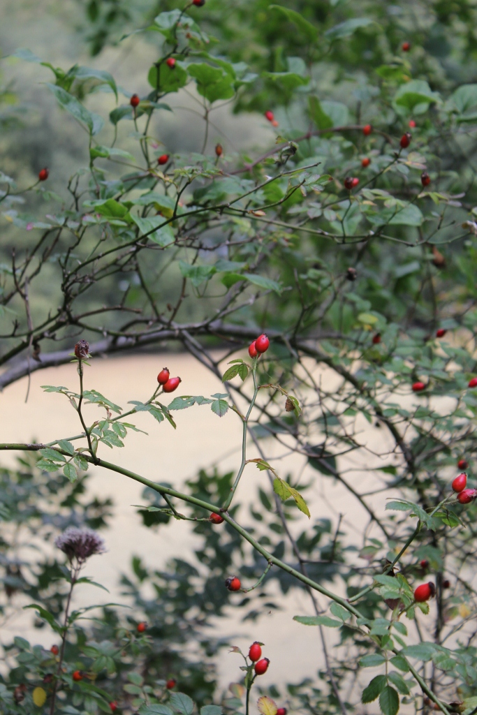 A rosehip view