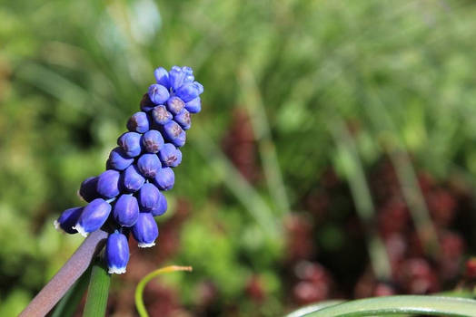 Blue Hyacinth