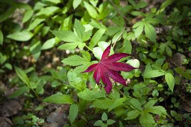 Red in green