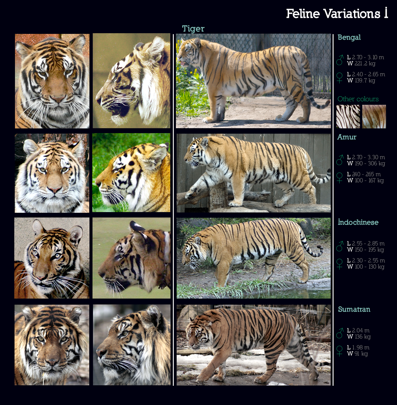 Feline Variations I: Tiger