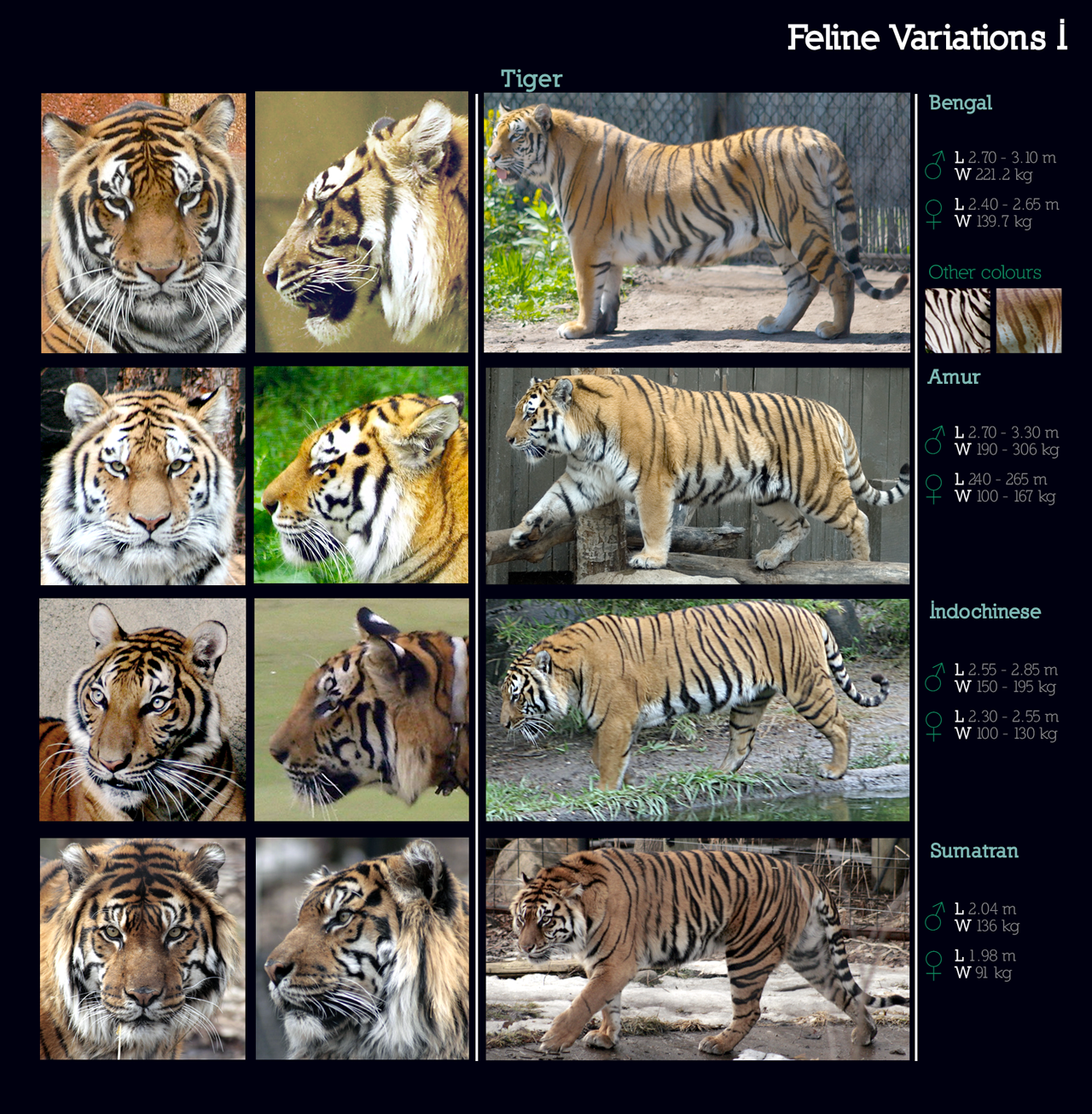 🔥 Tiger Comparison Chart 🐅 : r/NatureIsFuckingLit