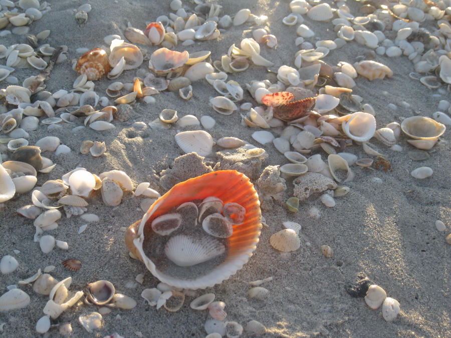 Shell Shading Graphics Shaded shellls by Walkingonwaterfalls on DeviantArt