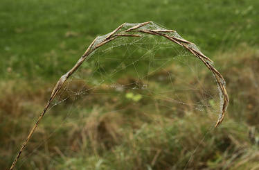 Webbed Hay