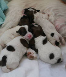 Little puppies