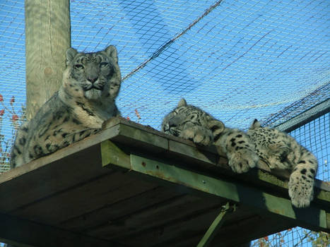 Cat and Cubs...