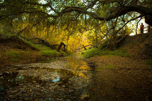 Wilderness creek