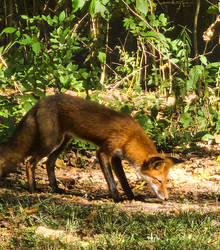 Visit from the Fox. 