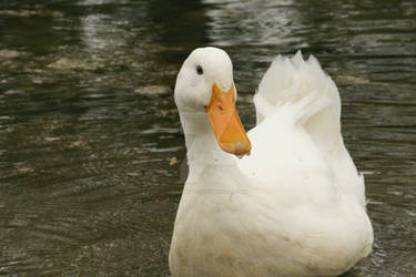 Pond Duckie