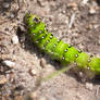 Green Caterpillar