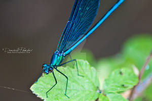 Blue Dragonfly 2