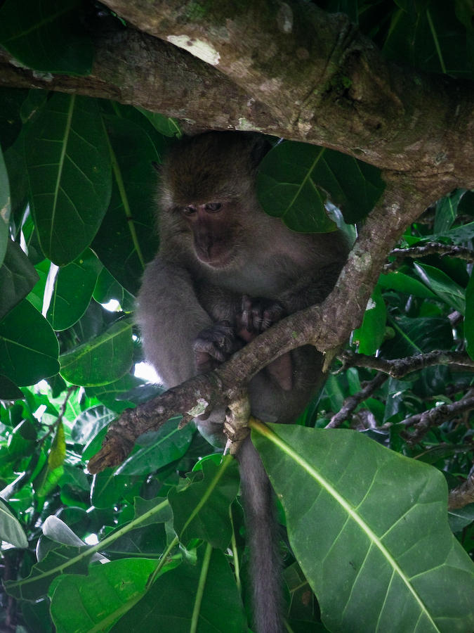 monkey by EweMetalFreak on DeviantArt