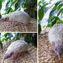 Hedgehog Tenrec Lifesize Mount SOLD