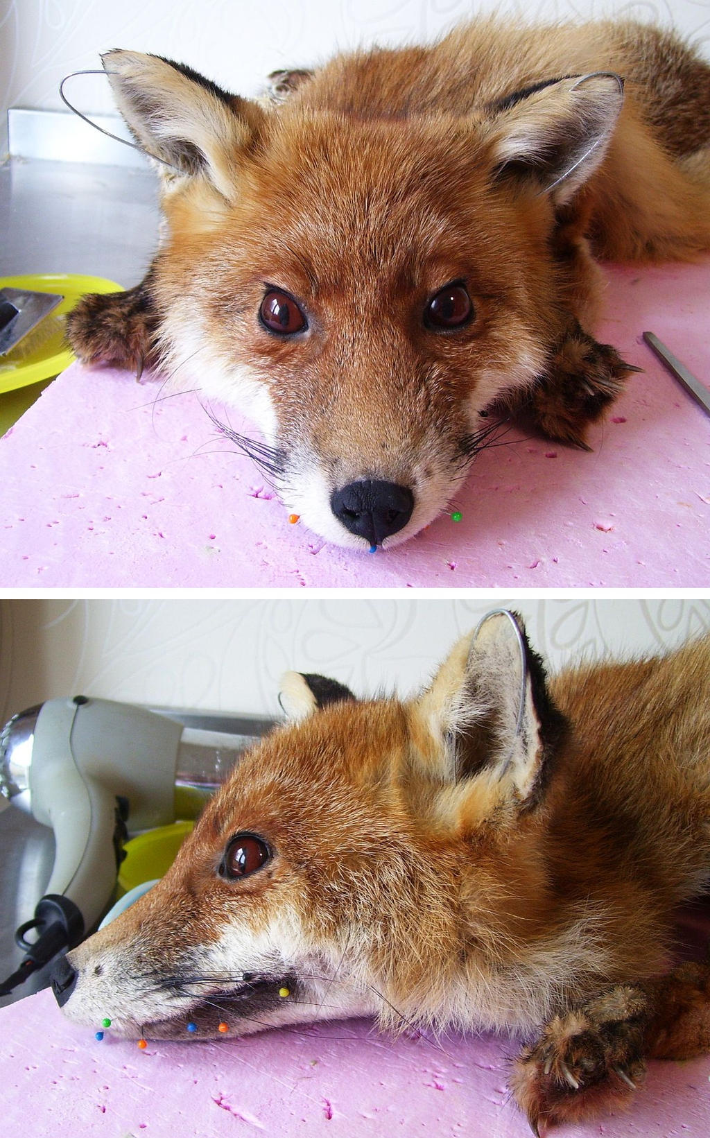 WORK IN PROGRESS Red Fox Head