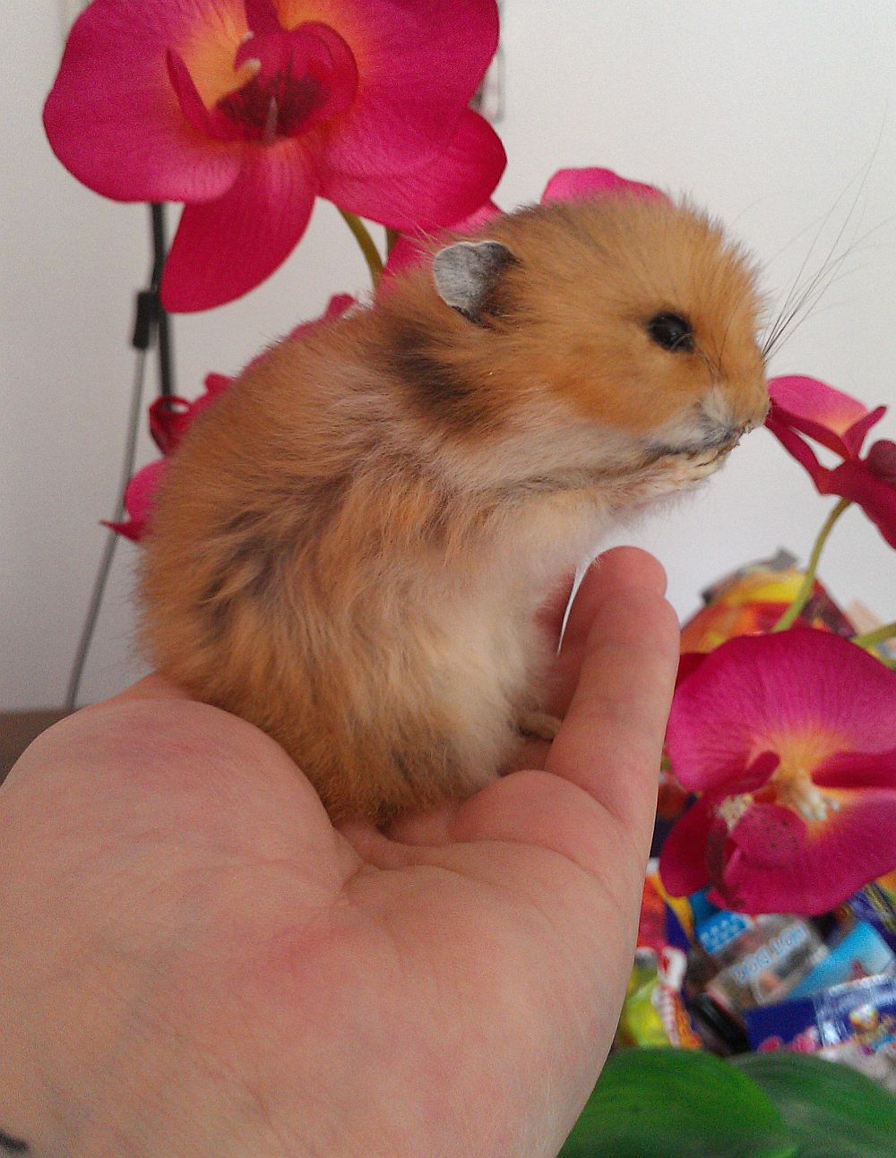 Golden Hamster Lifesize Mount Taxidermy