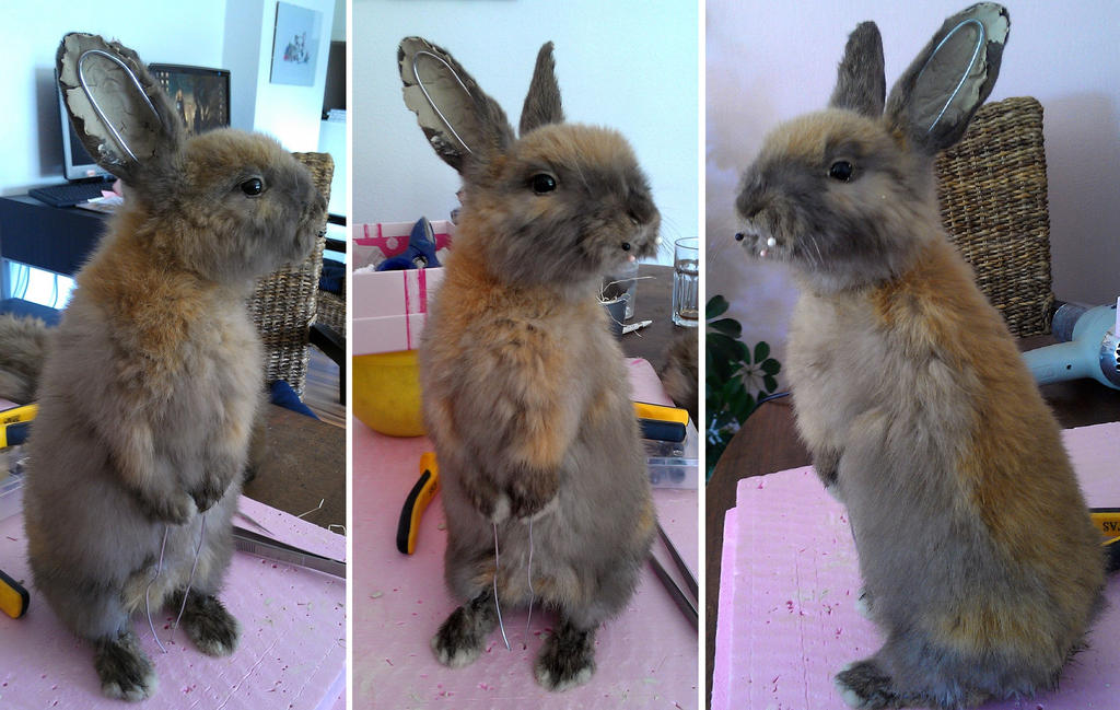 WIP Lifesize Sooty Fawn Rabbit Mount by DeerfishTaxidermy on DeviantArt