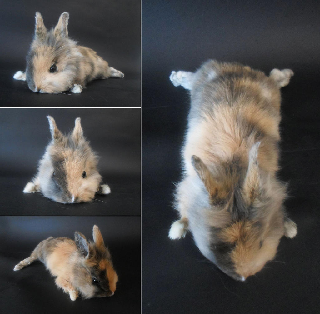 Calico Lionhead Rabbit Softmount Taxidermy by DeerfishTaxidermy on ...