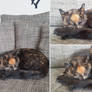 Tortoiseshell cat lifesize mount FOR SALE