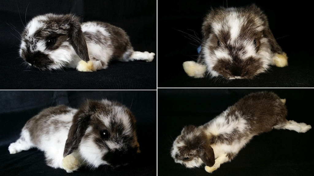 Broken Black Rabbit Softmount by DeerfishTaxidermy on DeviantArt