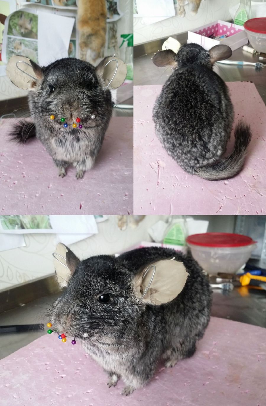 Chinchilla Lifesize Mount WIP