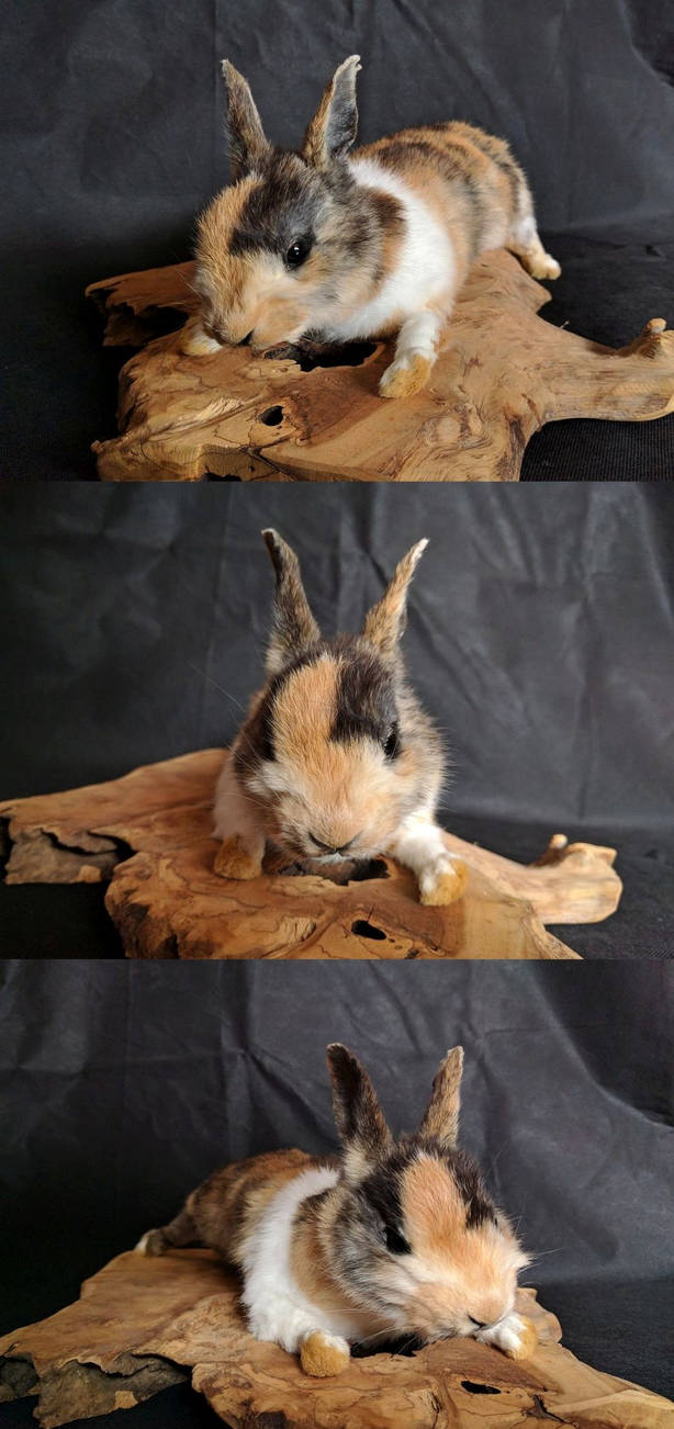 Calico Rabbit Softmount by DeerfishTaxidermy on DeviantArt