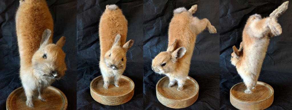 Jumping Rabbit Lifesize Mount by DeerfishTaxidermy on DeviantArt
