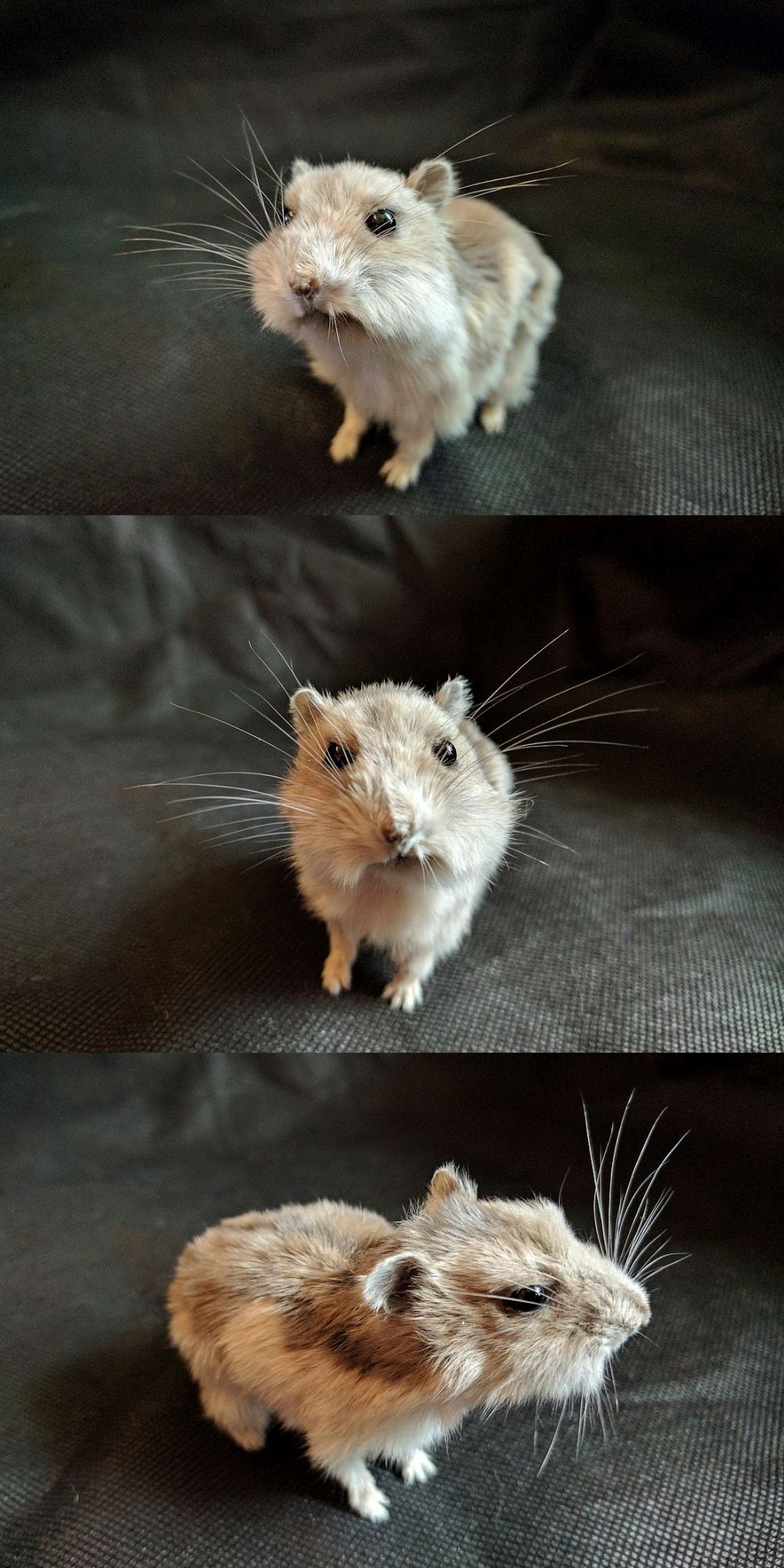 Dwarf Hamster Lifesize Mount