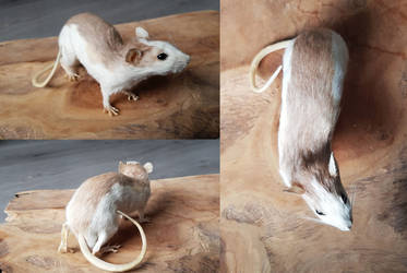 Husky Rat Lifesize Mount FOR SALE