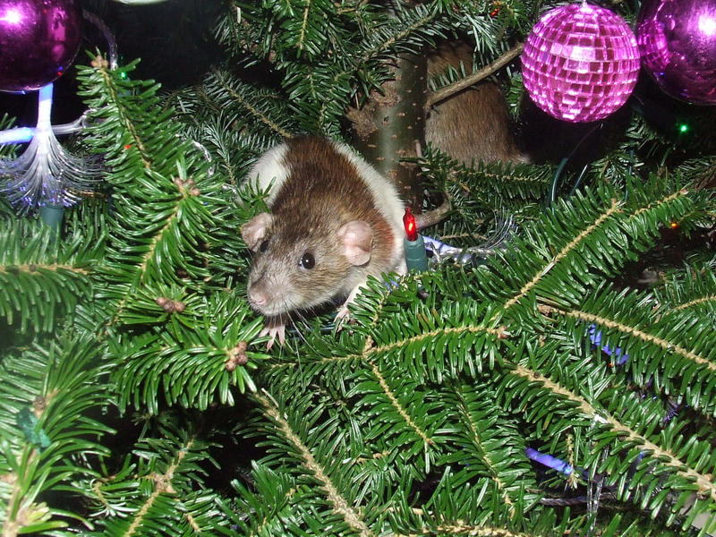 Christmas rats 7 by kez245 on DeviantArt